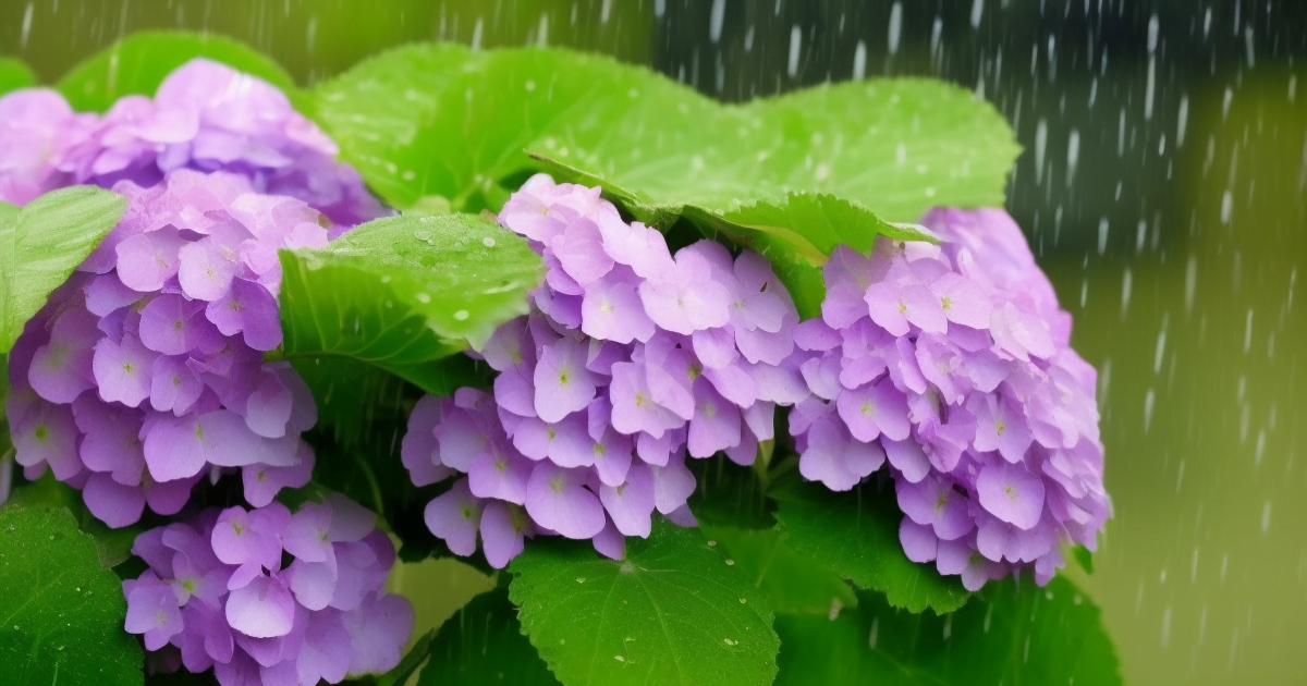 Hydrangea_in_the_rain